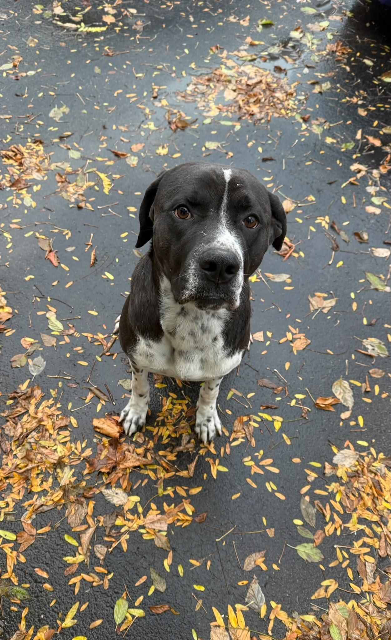 Enlarge Luka, a Adoptable mixed breed in Milton, ON image 4/6
