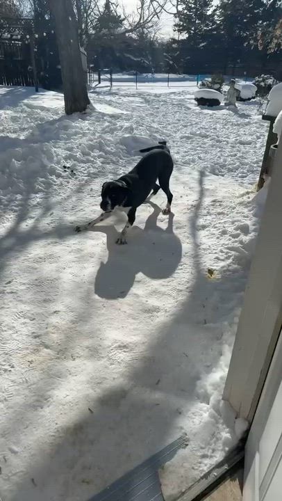 Enlarge Luka, a Adoptable mixed breed in Milton, ON video 6/6
