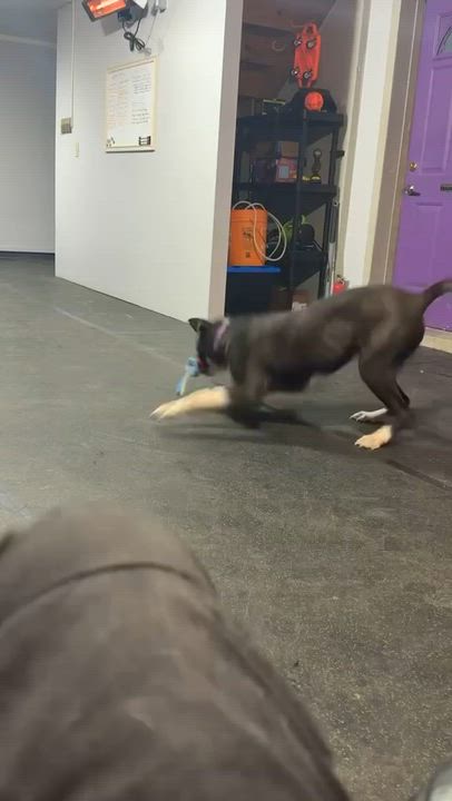 Enlarge Luka, a Adoptable mixed breed in Milton, ON video 2/6