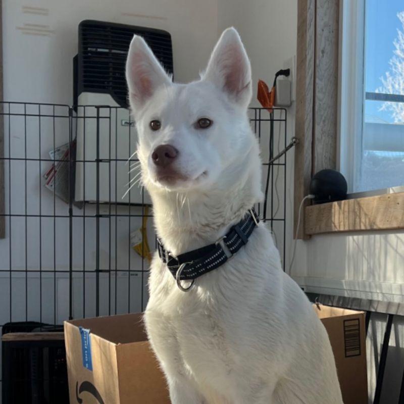 Mary, ADOPTABLE, Adult Female Husky.