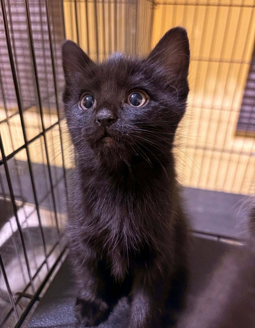 Enlarge Grimm, a Adoptable Domestic Medium Hair in Reno, NV image 1/1