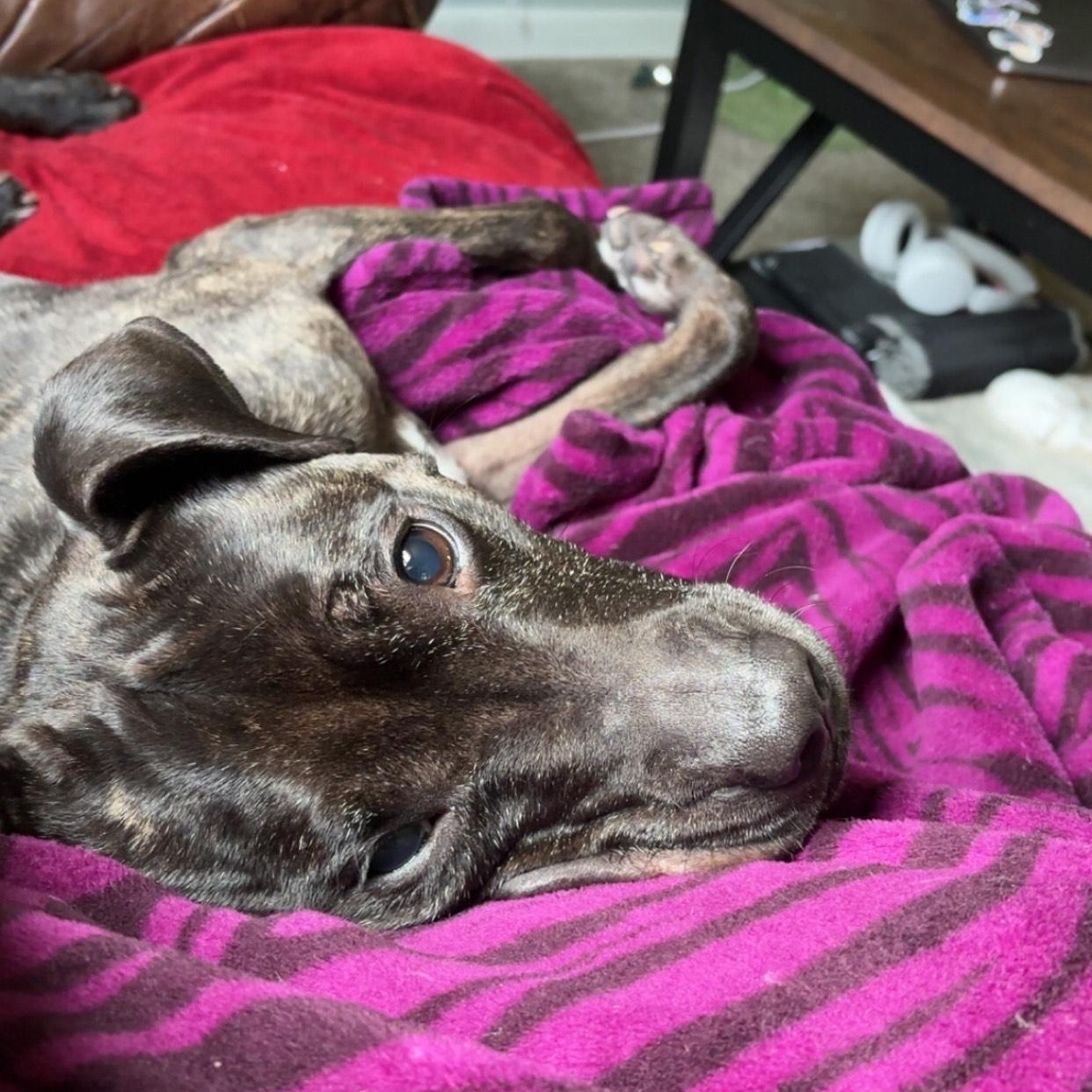 Mia- Courtesy Listing