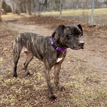 Mia- Courtesy Listing, a Adoptable Mixed Breed in Midland, MI image 2/6