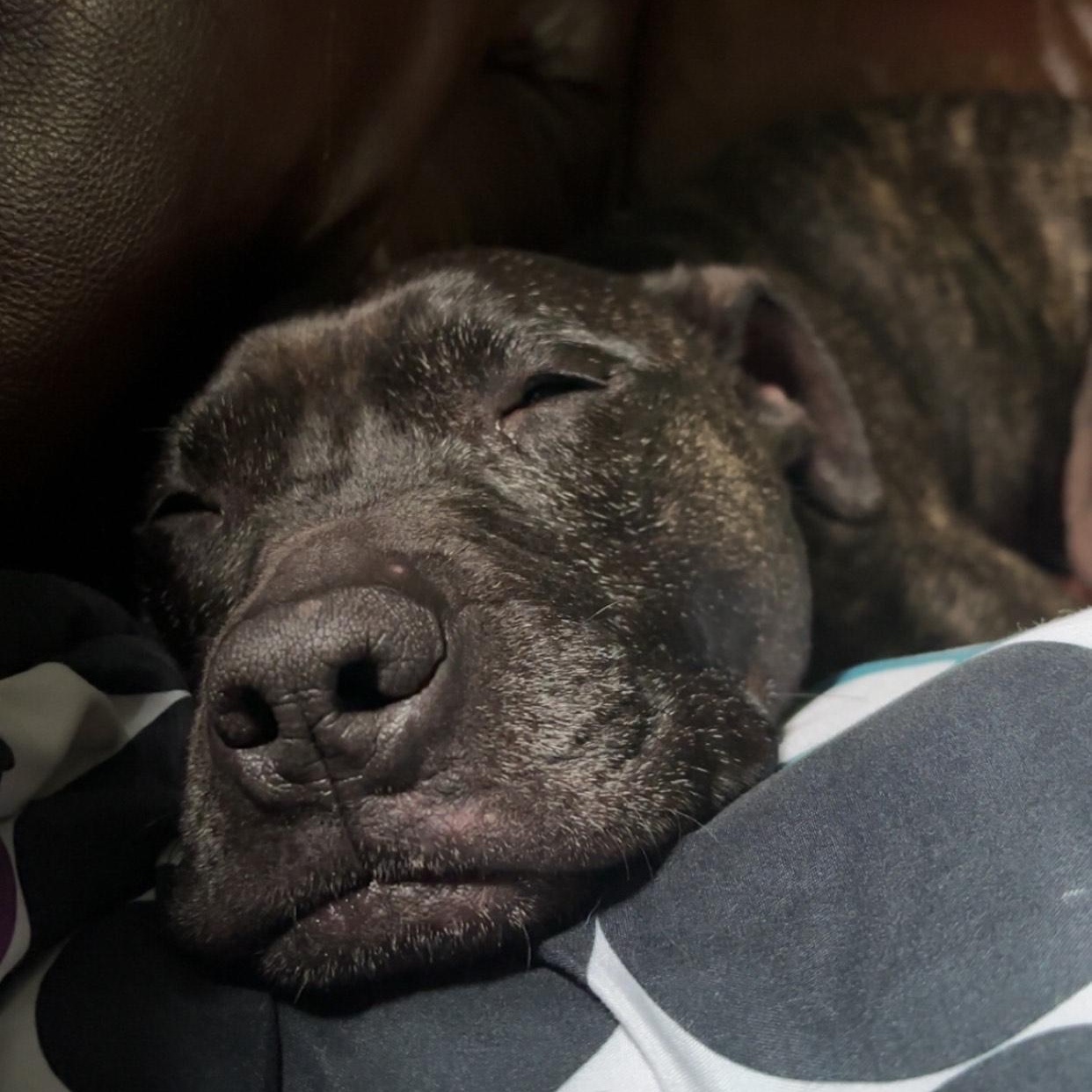 Mia- Courtesy Listing