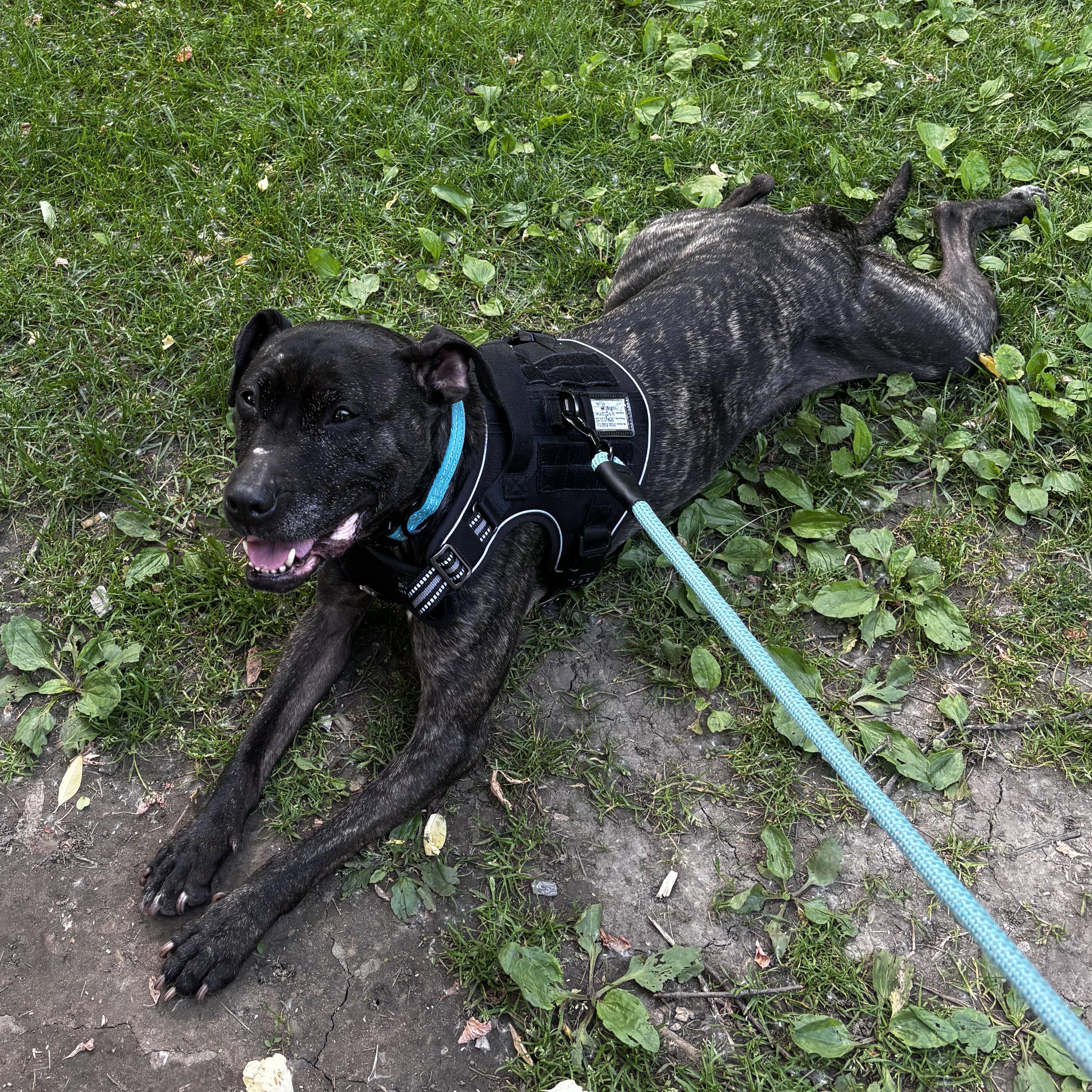 Mia- Courtesy Listing