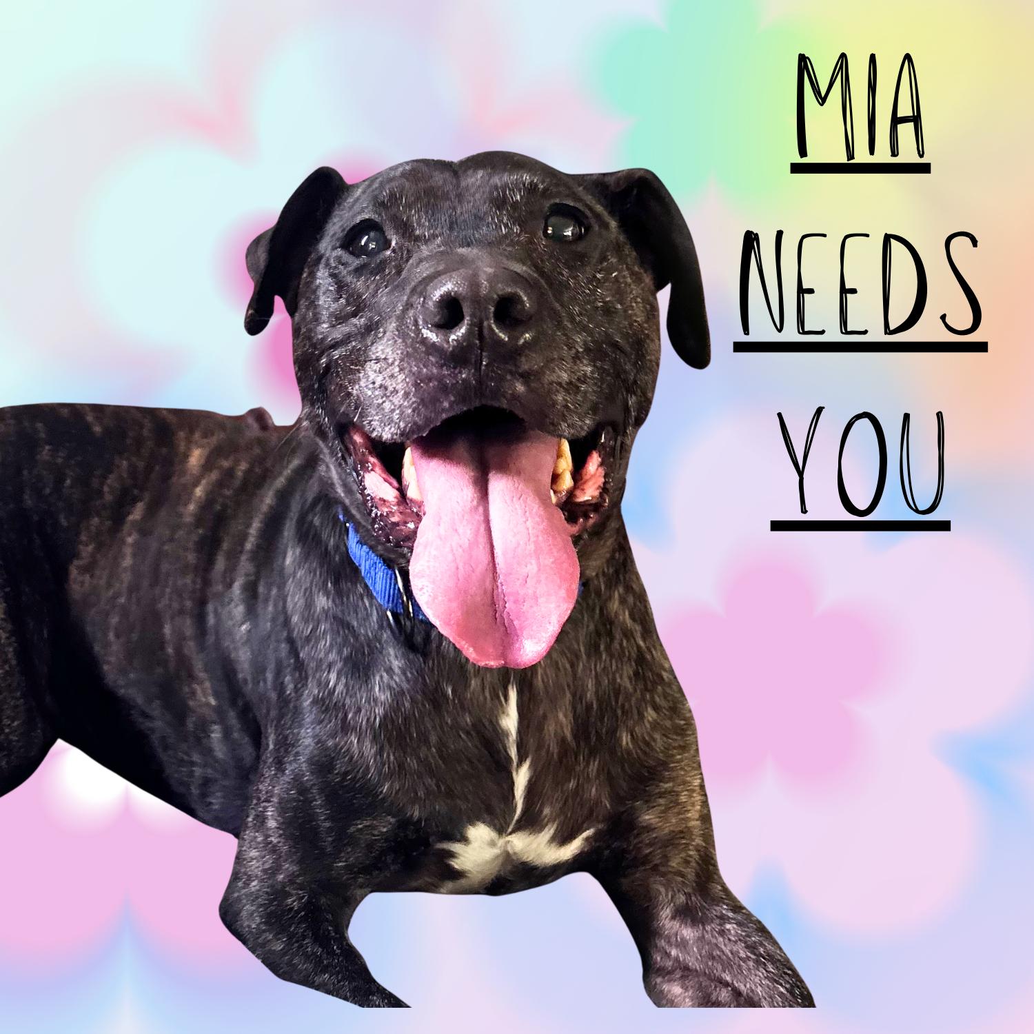 Mia- Courtesy Listing, a Adoptable Mixed Breed in Midland, MI image 1/6