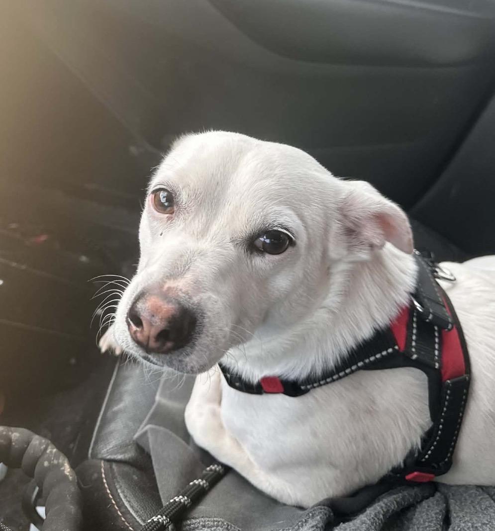 Enlarge Snowball, an adopted Mixed Breed in Maineville, OH image 3/5