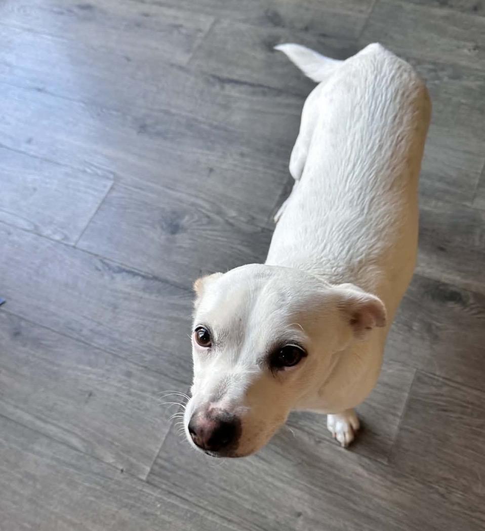 Enlarge Snowball, an adopted Mixed Breed in Maineville, OH image 2/5