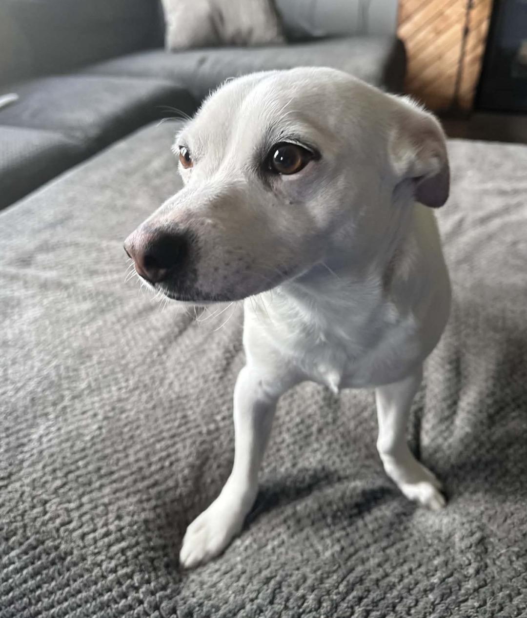 Enlarge Snowball, an adopted Mixed Breed in Maineville, OH image 1/5