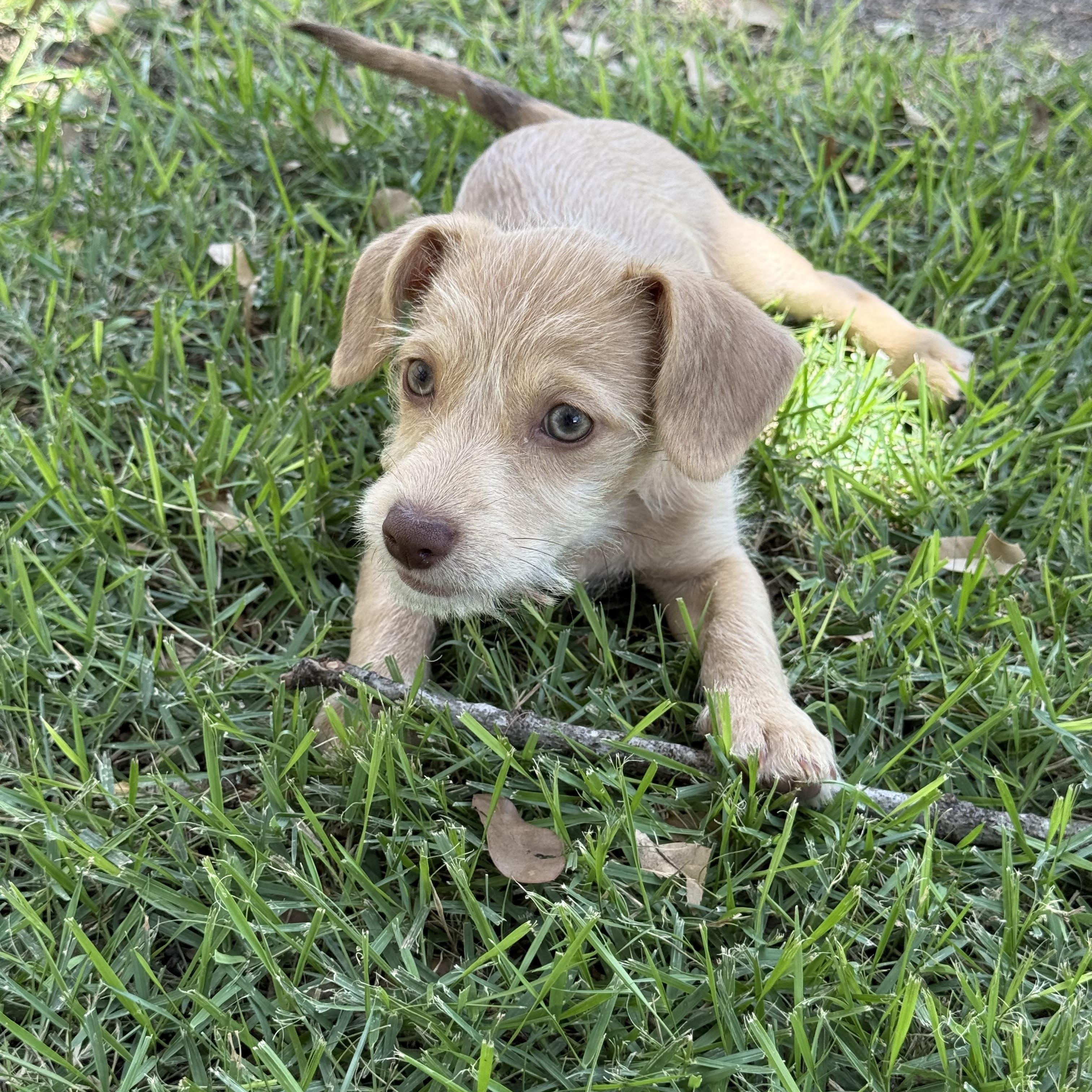 Mindy is itty bitty, Baby Female unknown