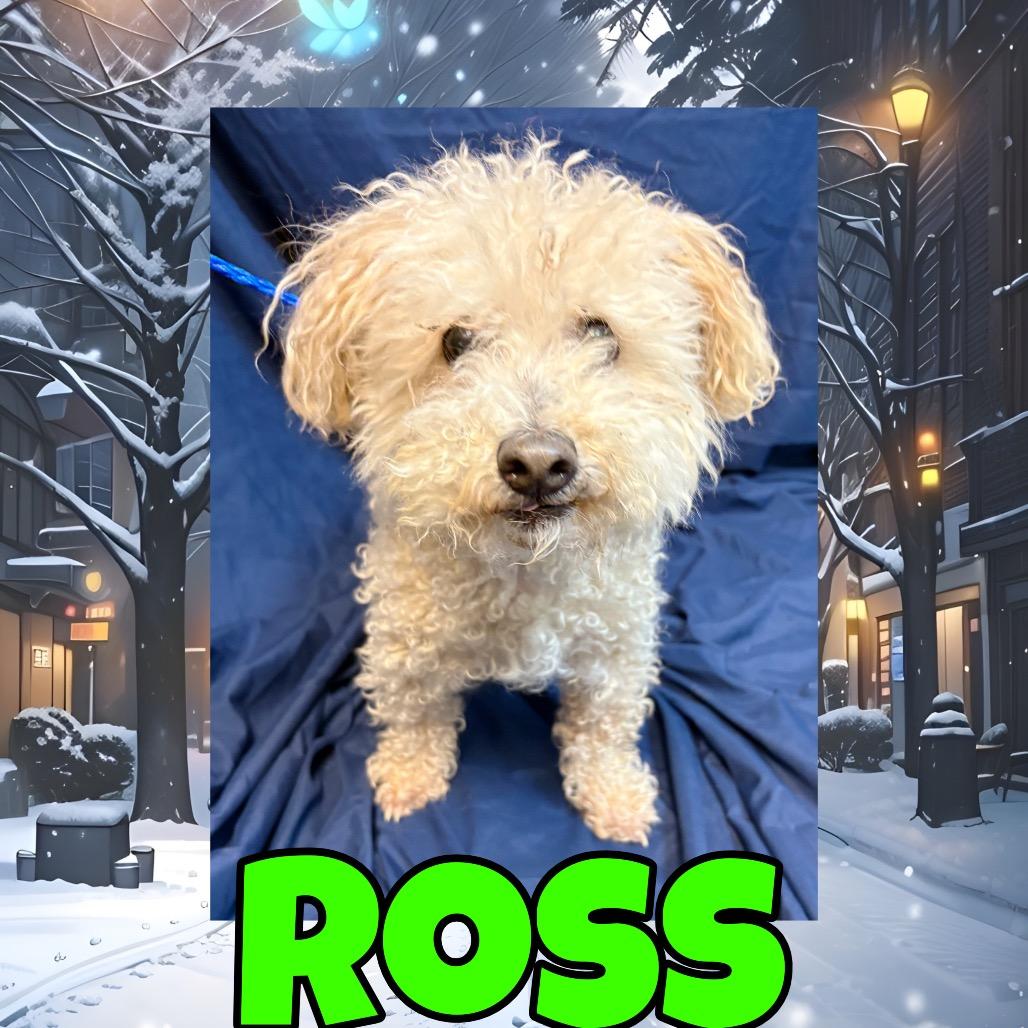 Ross, Adoptable, Senior Male Poodle.