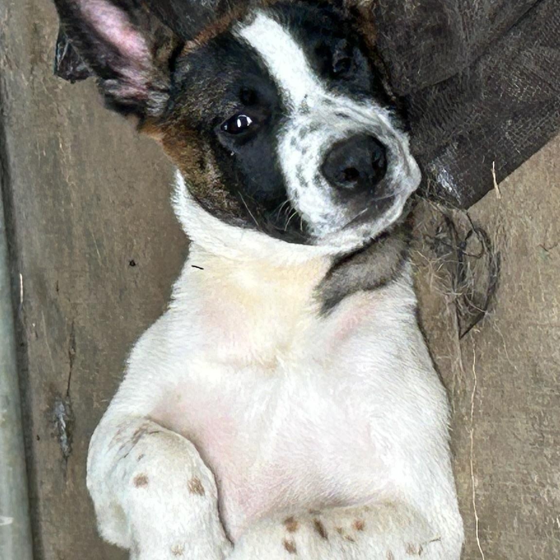 Enlarge Camilia, a Adoptable mixed breed in Woodbridge , NJ image 2/3
