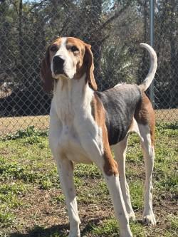 Walker, adopted, Adult Male Treeing Walker Coonhound.