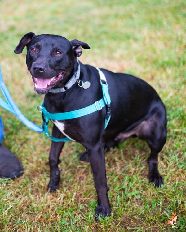 Zipper, Adoptable, Young Male Pit Bull Terrier.