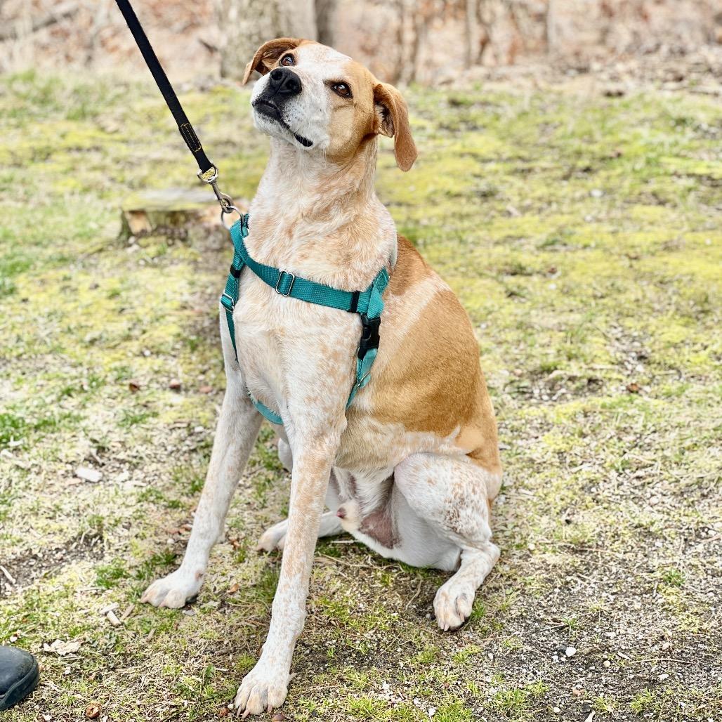 Honcho, Adoptable, Senior Male Bluetick Coonhound.