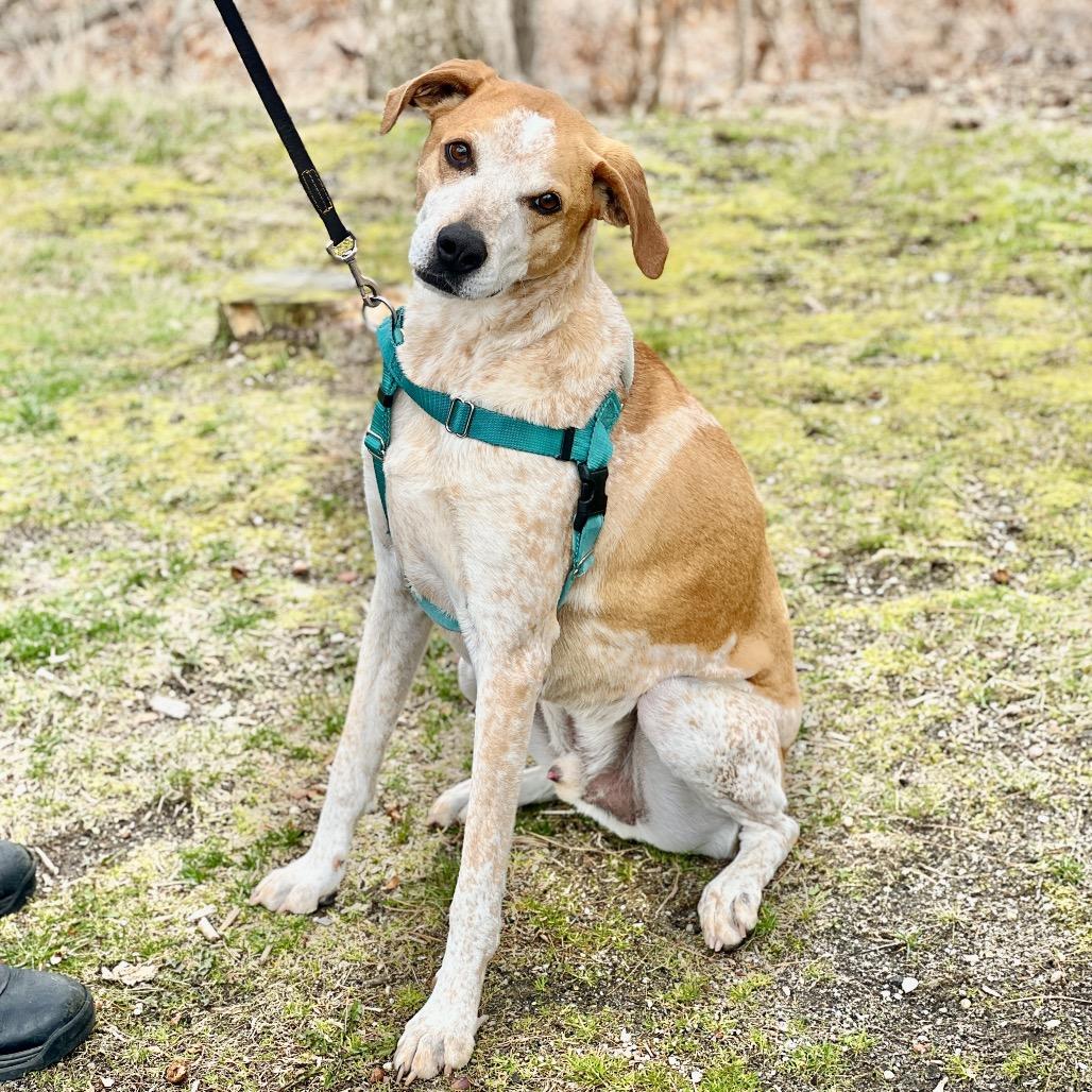 Enlarge Honcho, a Adoptable Bluetick Coonhound in East Hampton, NY image 2/6