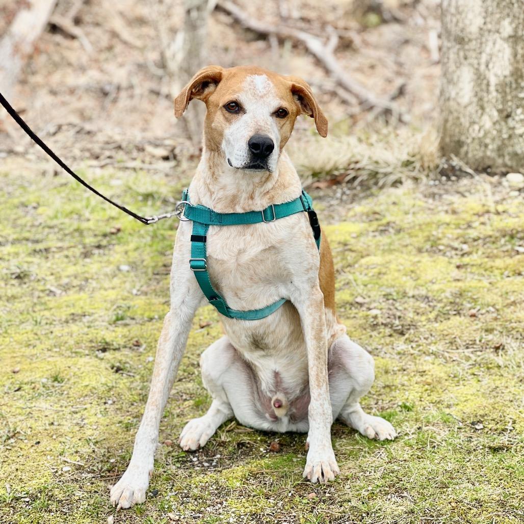 Enlarge Honcho, a Adoptable Bluetick Coonhound in East Hampton, NY image 3/6