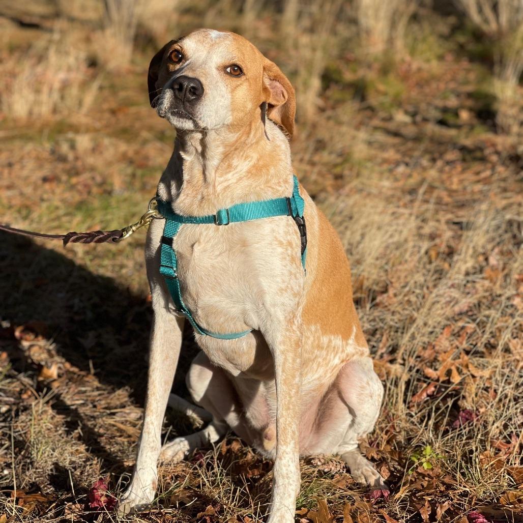 Enlarge Honcho, a Adoptable Bluetick Coonhound in East Hampton, NY image 4/6