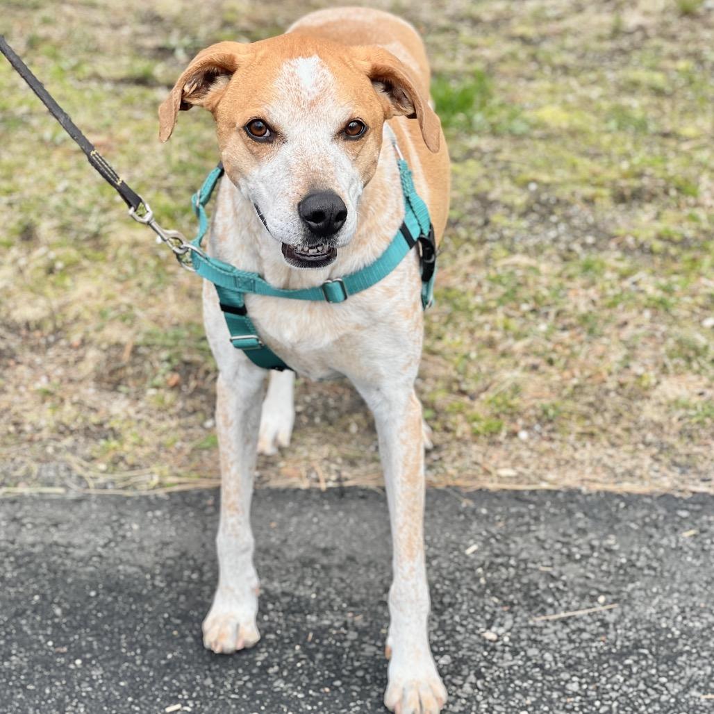 Enlarge Honcho, a Adoptable Bluetick Coonhound in East Hampton, NY image 5/6
