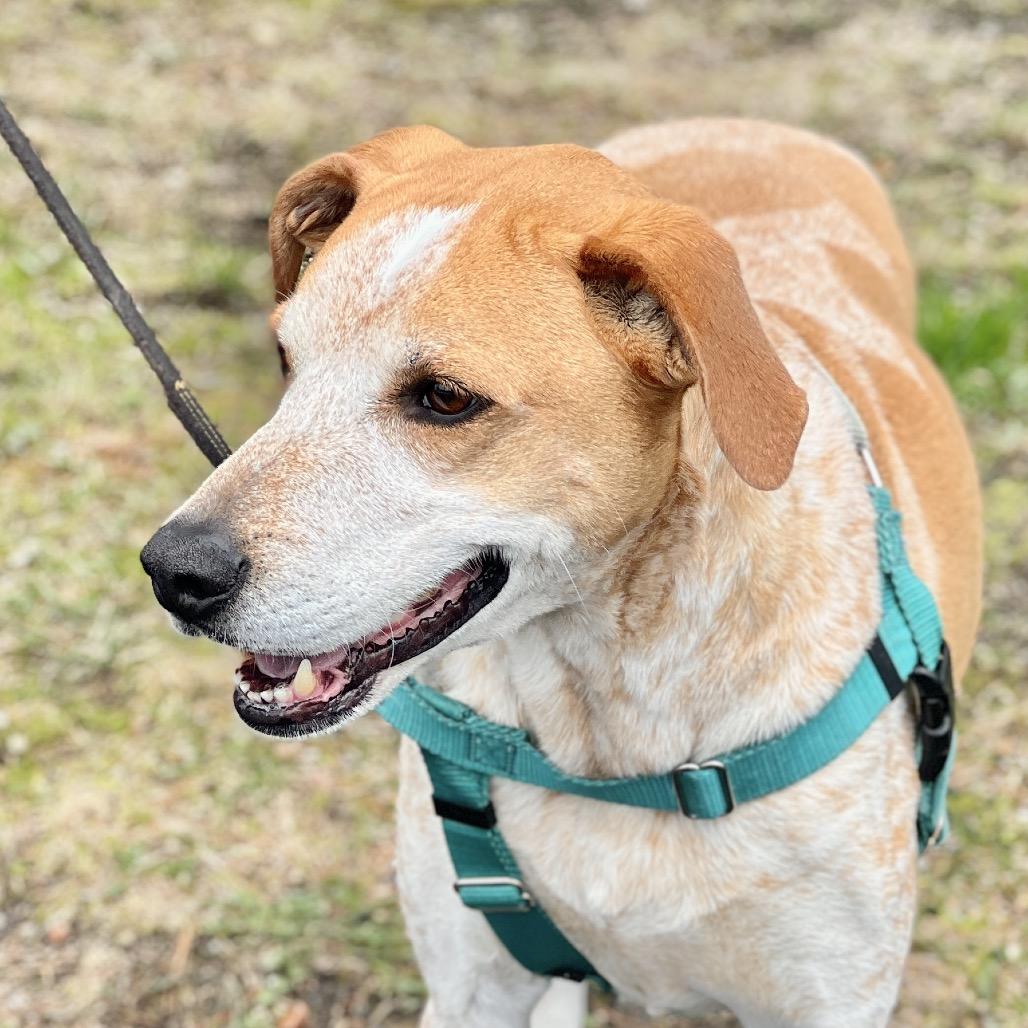 Enlarge Honcho, a Adoptable Bluetick Coonhound in East Hampton, NY image 6/6