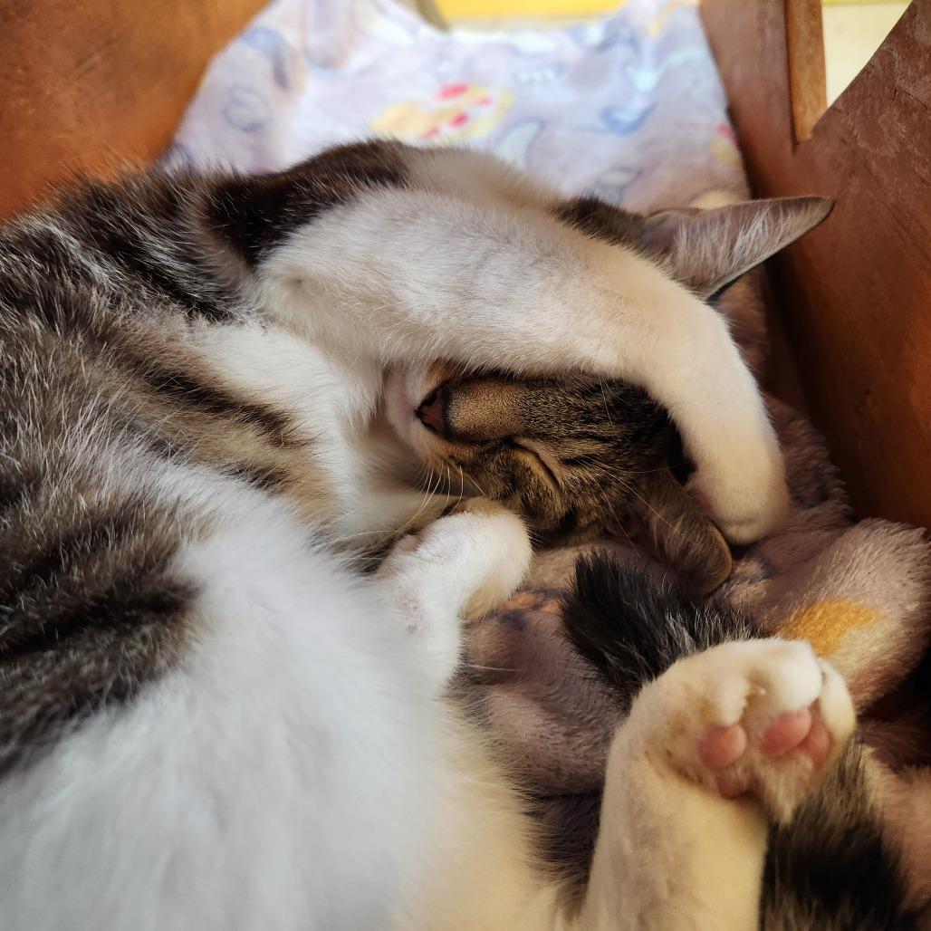Strider, Adoptable, Young Female Domestic Short Hair.