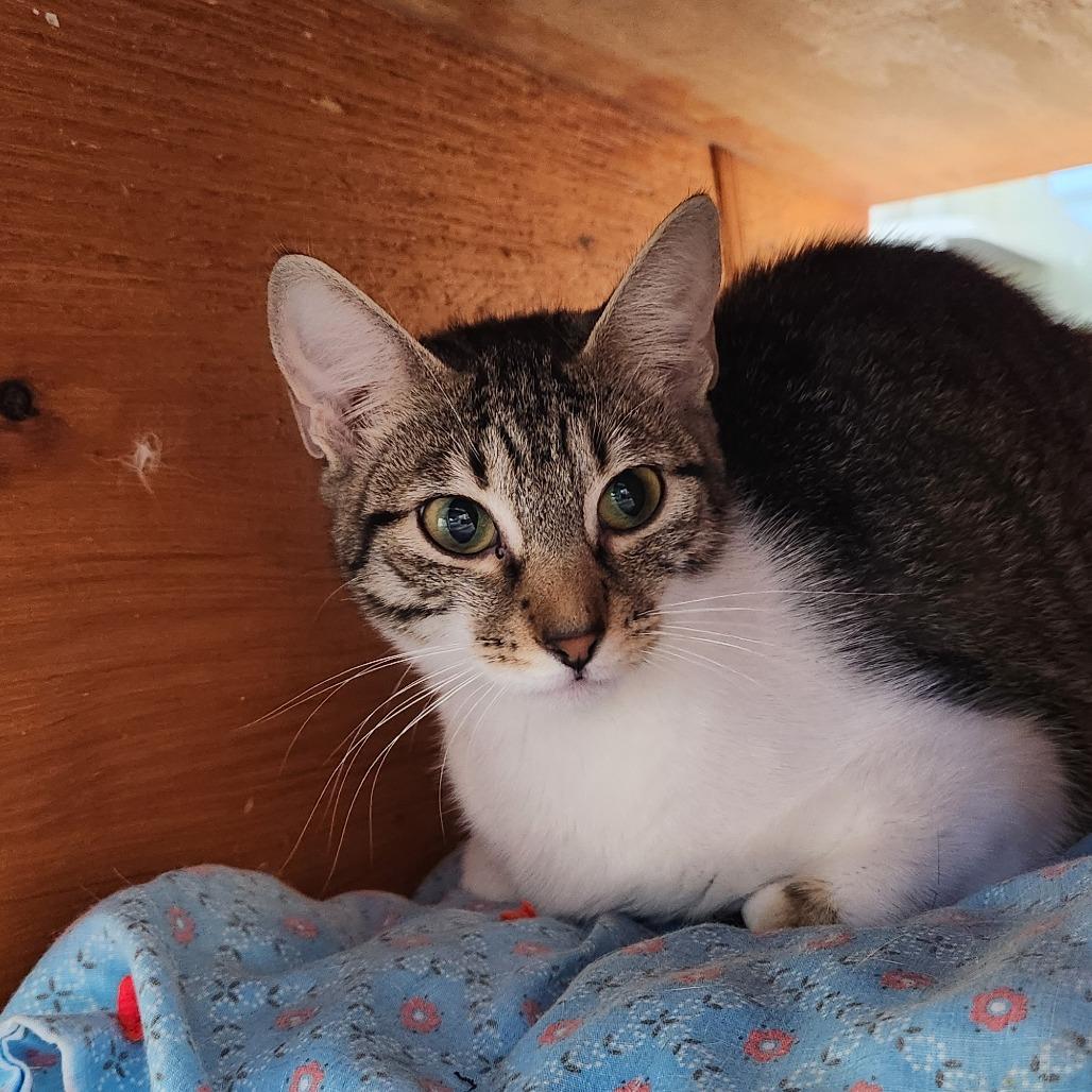 Enlarge Strider, a Adoptable Domestic Short Hair in Delaware, OH image 4/5