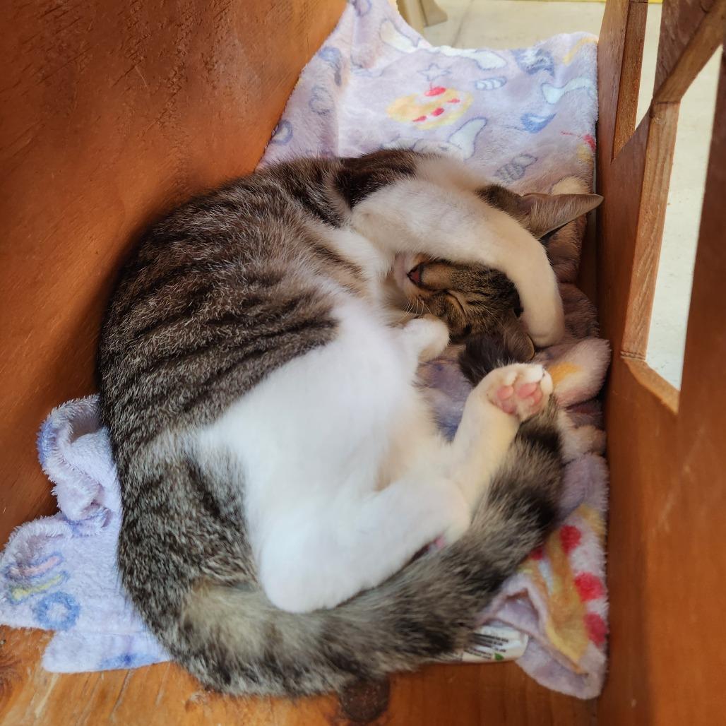 Enlarge Strider, a Adoptable Domestic Short Hair in Delaware, OH image 5/5