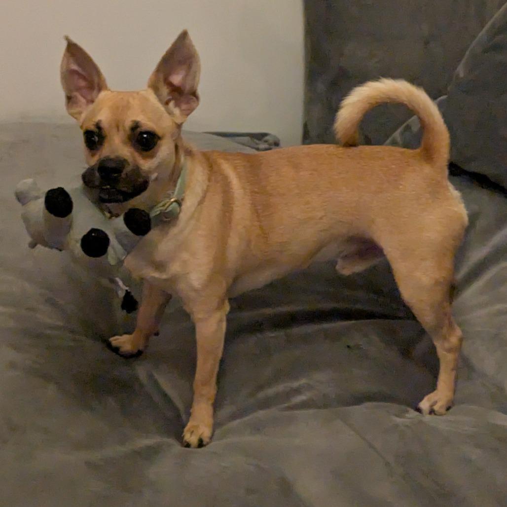 Teddy, Adoptable, Young Male Chihuahua & Mixed Breed.