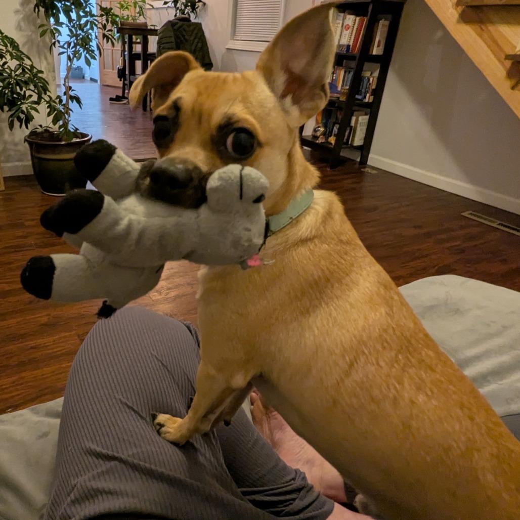 Enlarge Teddy, a Adoptable mixed breed in Raleigh, NC image 2/5