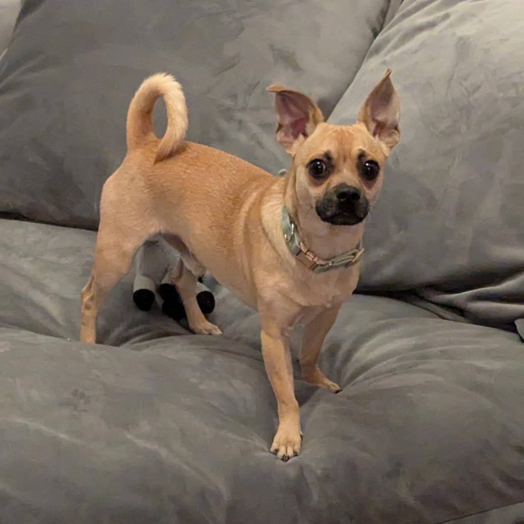 Enlarge Teddy, a Adoptable mixed breed in Raleigh, NC image 3/5