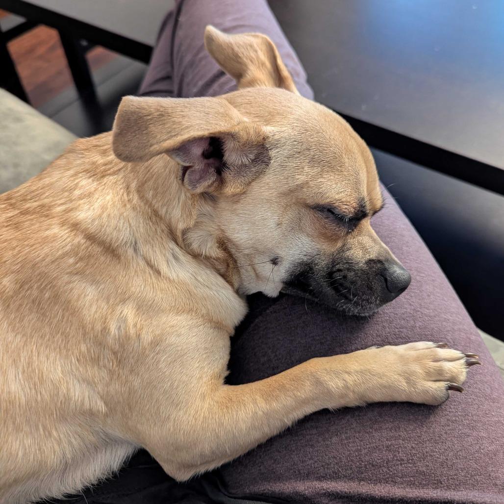 Enlarge Teddy, a Adoptable mixed breed in Raleigh, NC image 4/5