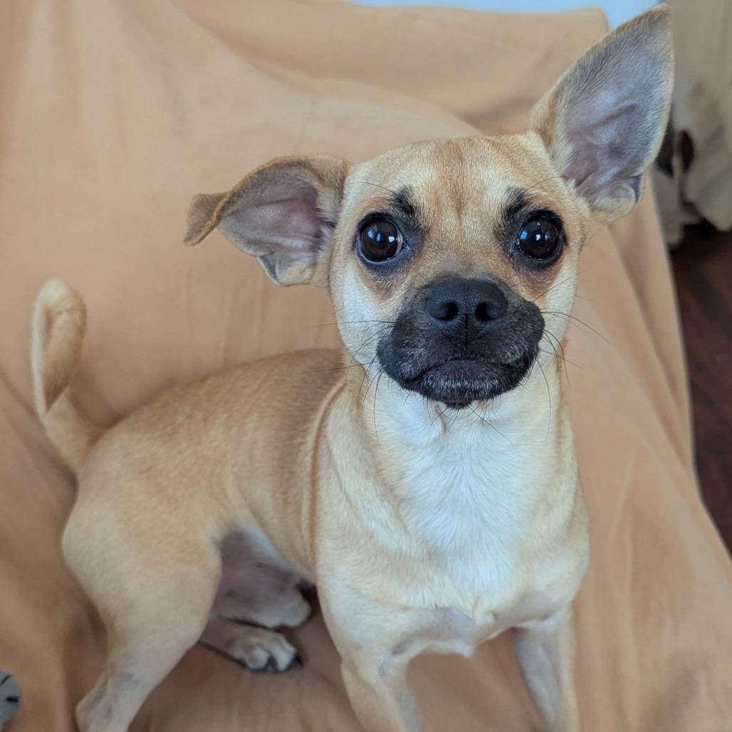 Enlarge Teddy, a Adoptable mixed breed in Raleigh, NC image 5/5