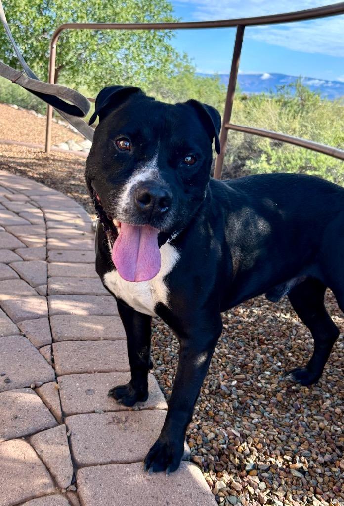 Lawrence, Adoptable, Adult Male American Staffordshire Terrier.