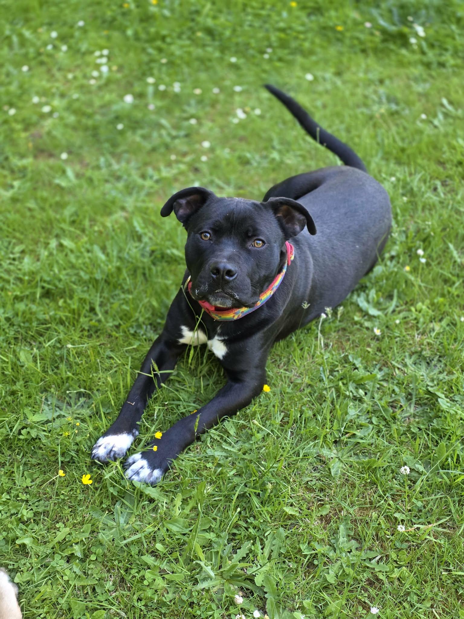 Pickles, Adoptable, Puppy Male Pit Bull Terrier.
