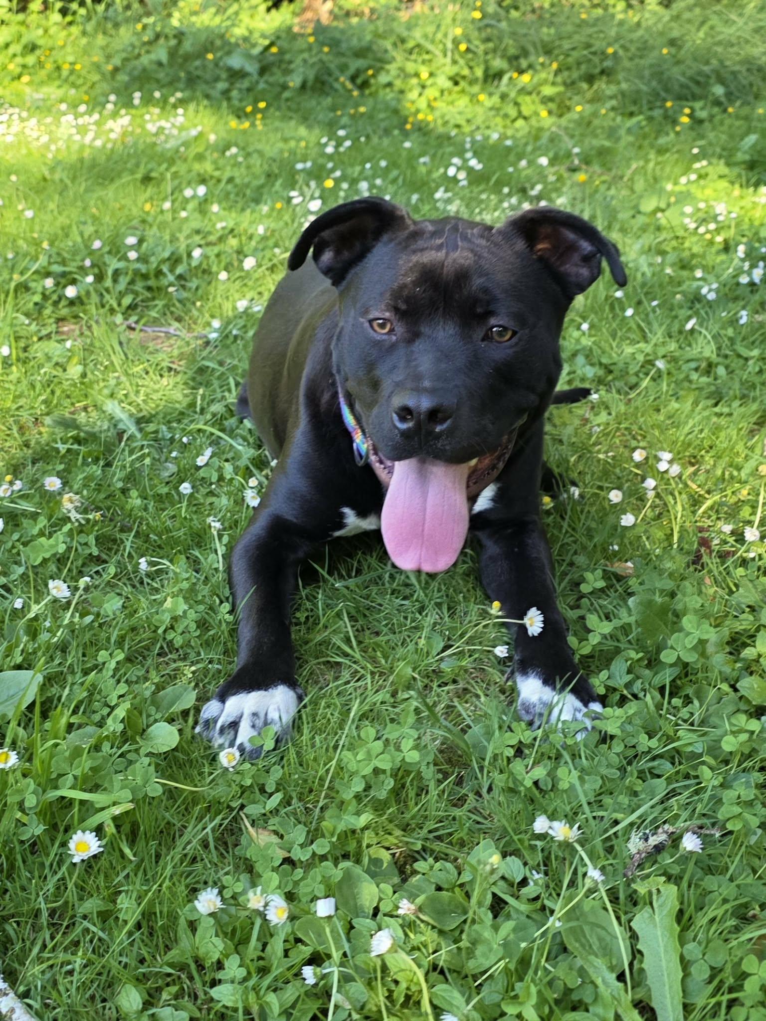 Pickles, a Adoptable mixed breed in Oakville, WA image 4/6