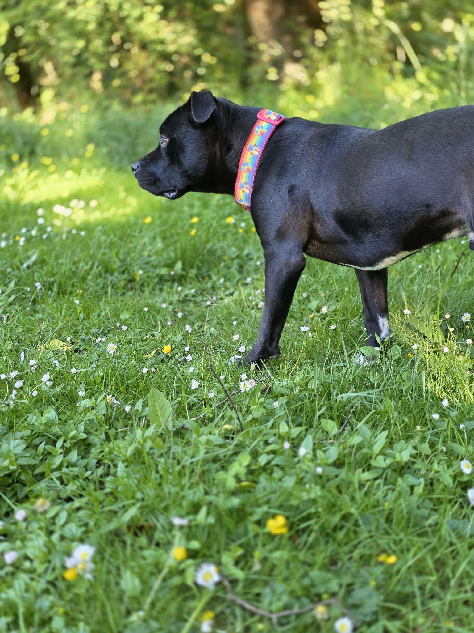 Pickles, a Adoptable mixed breed in Oakville, WA image 5/6