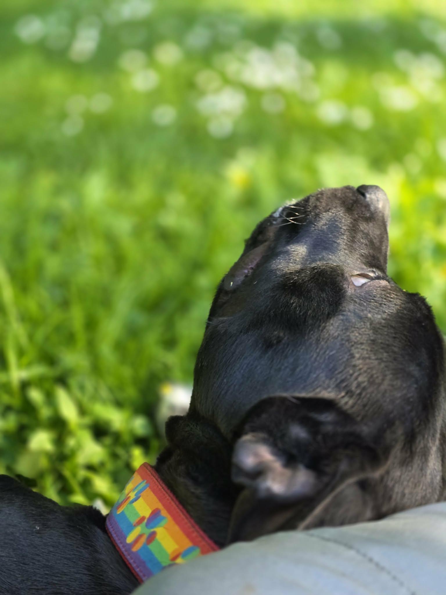 Pickles, a Adoptable mixed breed in Oakville, WA image 3/6