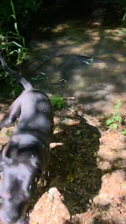 Enlarge Pickles, a Adoptable mixed breed in Oakville, WA video 2/6