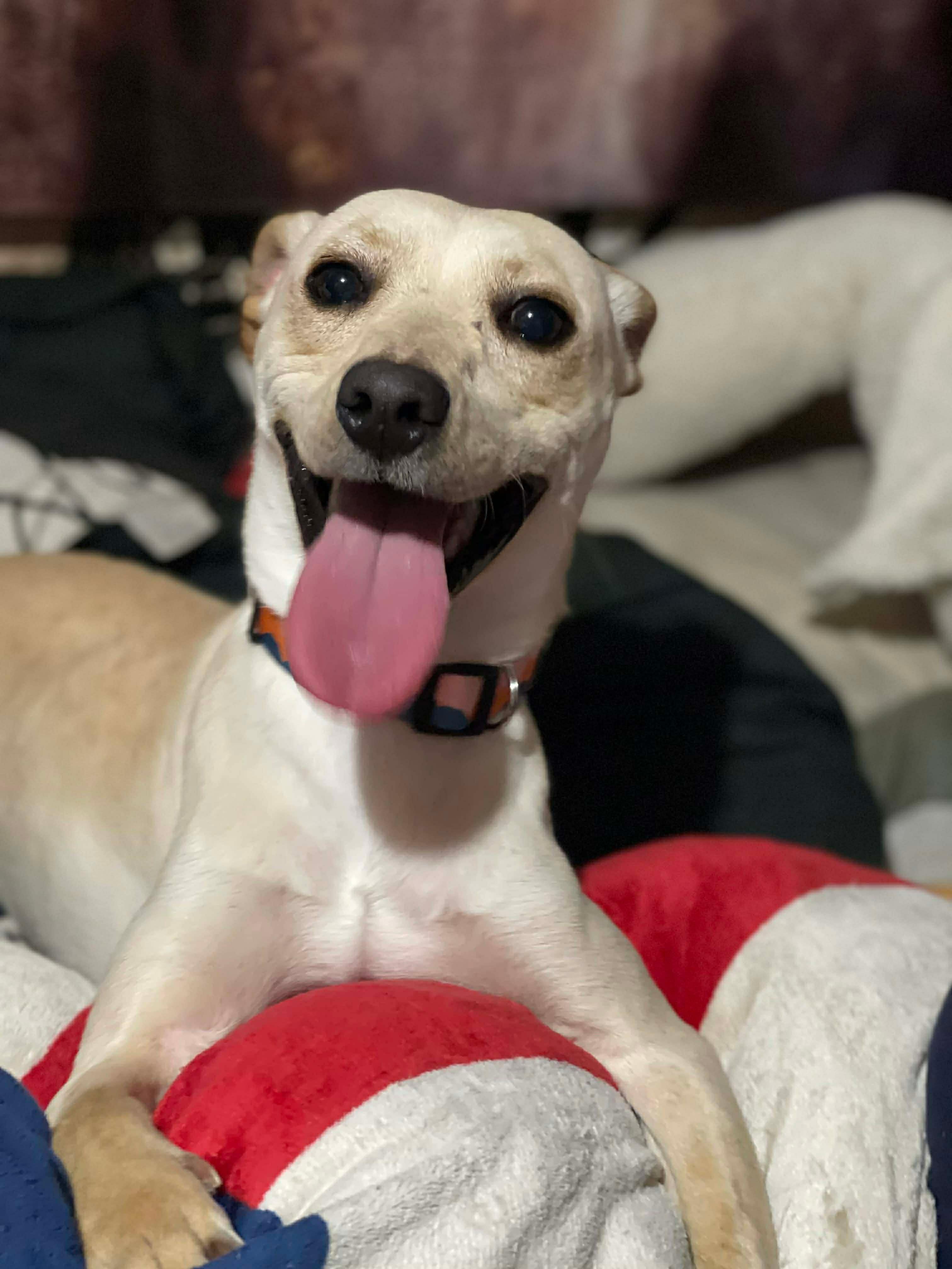 Happy, Adoptable, Young Male Whippet.