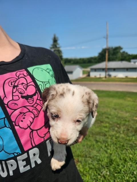 Puppy 2, Adoptable, Puppy Female Australian Cattle Dog / Blue Heeler.