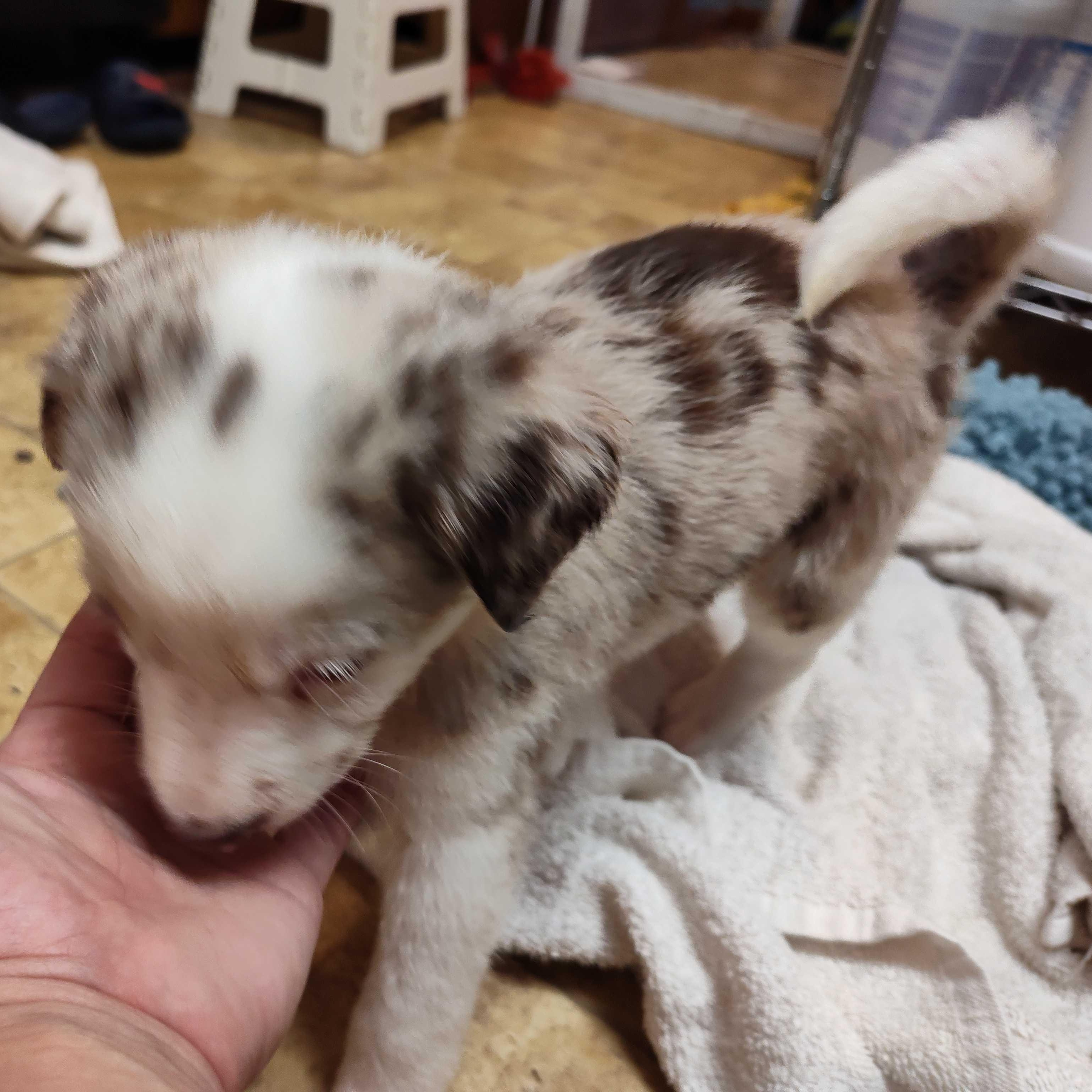 Enlarge Blondie (AKA Opal), a Adoptable Australian Cattle Dog / Blue Heeler in Addison, IL image 3/5
