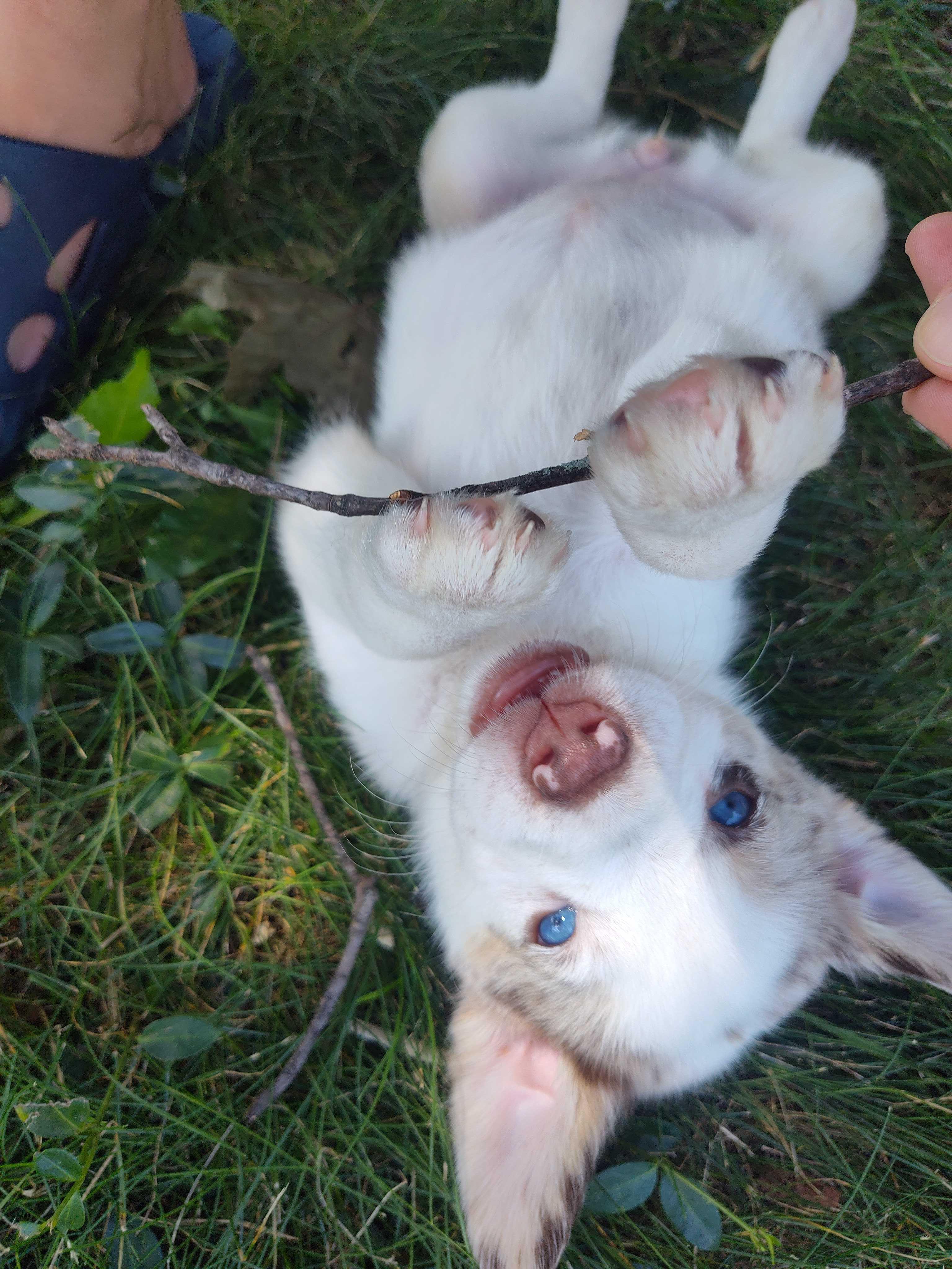 Enlarge Blondie (AKA Opal), a Adoptable Australian Cattle Dog / Blue Heeler in Addison, IL image 2/5