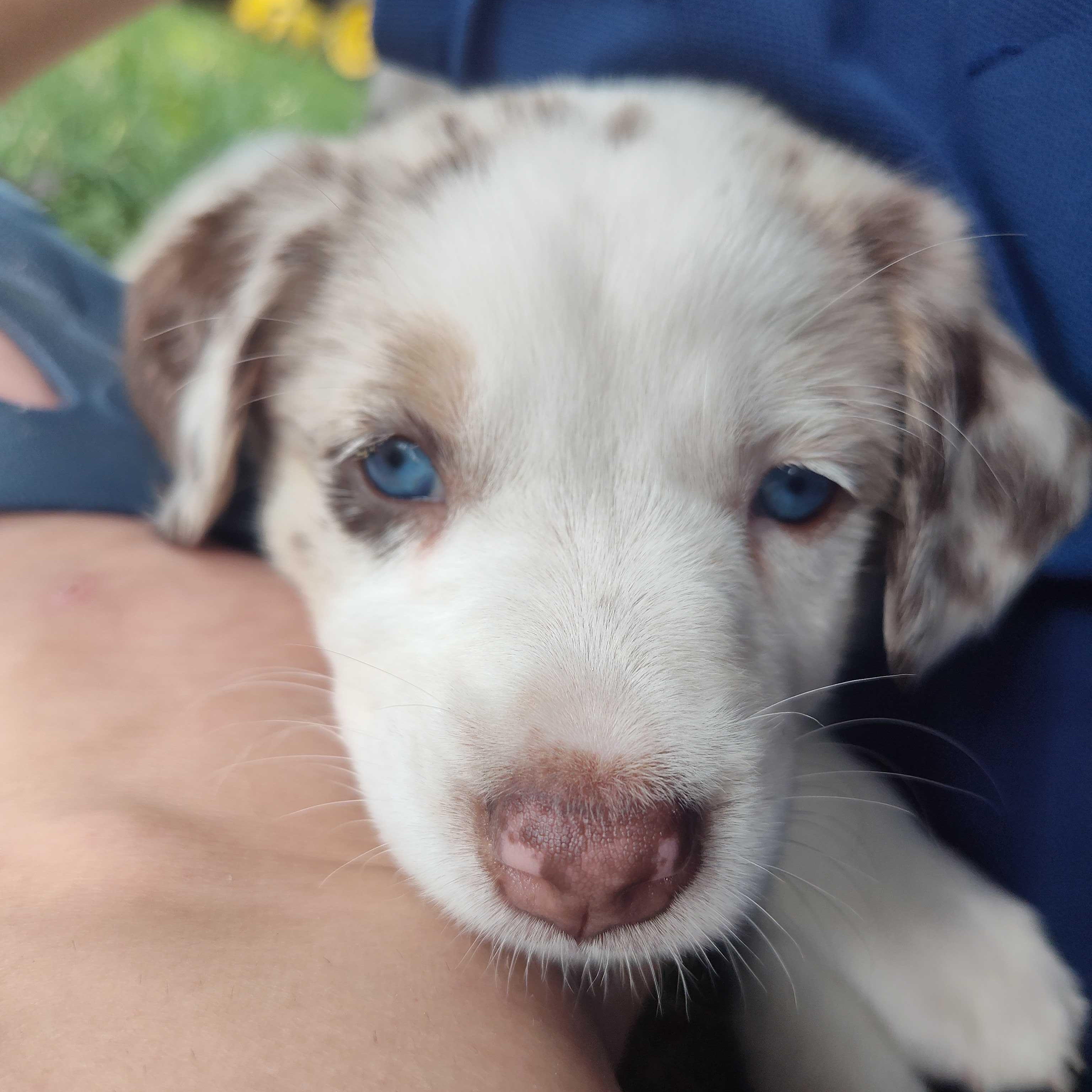 Blondie (AKA Opal), Adoptable, Puppy Female Australian Cattle Dog / Blue Heeler.