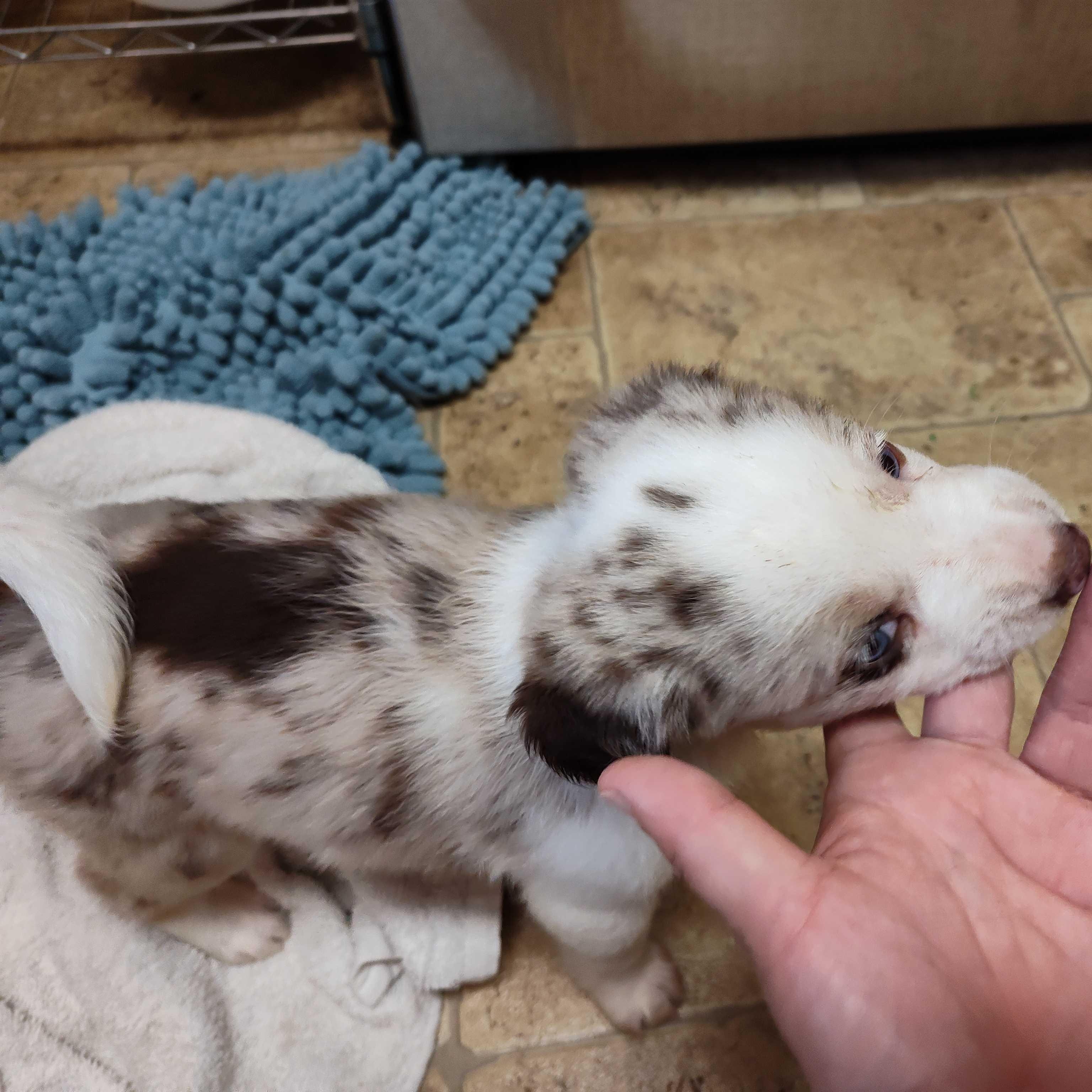 Enlarge Blondie (AKA Opal), a Adoptable Australian Cattle Dog / Blue Heeler in Addison, IL image 4/5