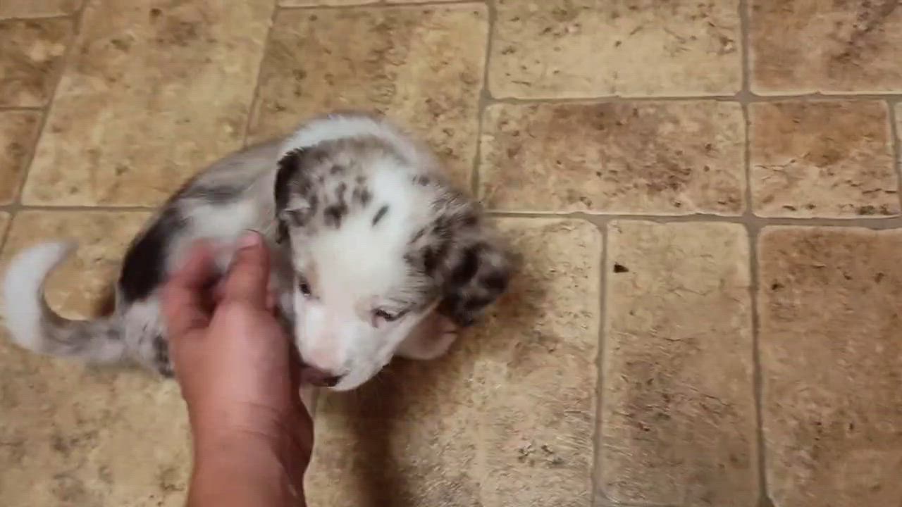 Enlarge Blondie (AKA Opal), a Adoptable Australian Cattle Dog / Blue Heeler in Addison, IL video 5/5