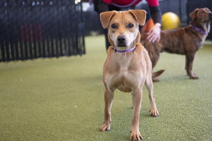 Hamilton, Adoptable, Adult Male Mixed Breed & Mixed Breed.