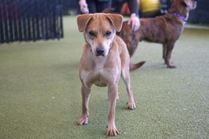 Enlarge Hamilton, a Adoptable mixed breed in Bellevue, WA image 2/3