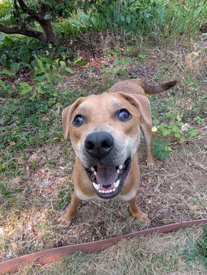 Hamilton, Adoptable, Adult Male Mixed Breed & Mixed Breed.