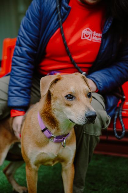 Enlarge Hamilton, a Adoptable mixed breed in Bellevue, WA image 1/3
