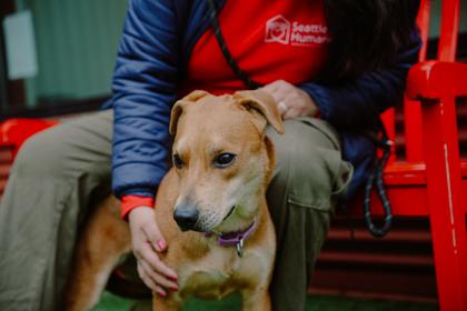 Enlarge Hamilton, a Adoptable mixed breed in Bellevue, WA image 2/3